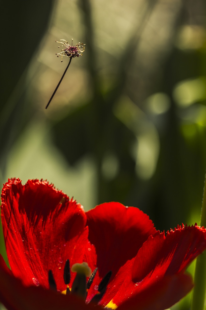 floating flower tulip free photo