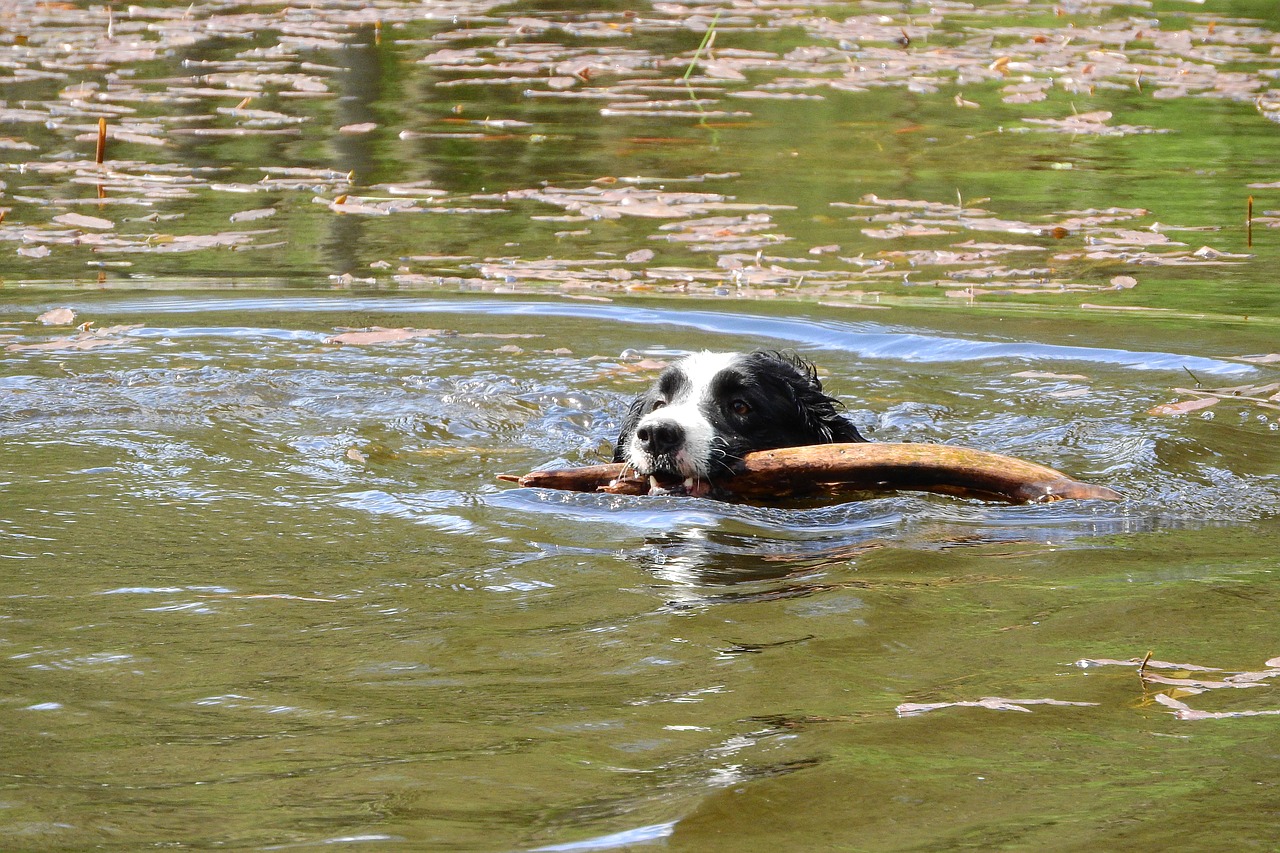 floating dog border collie swim free photo