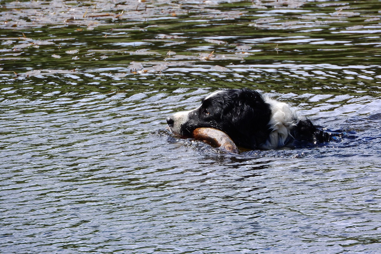 floating dog border collie swim free photo