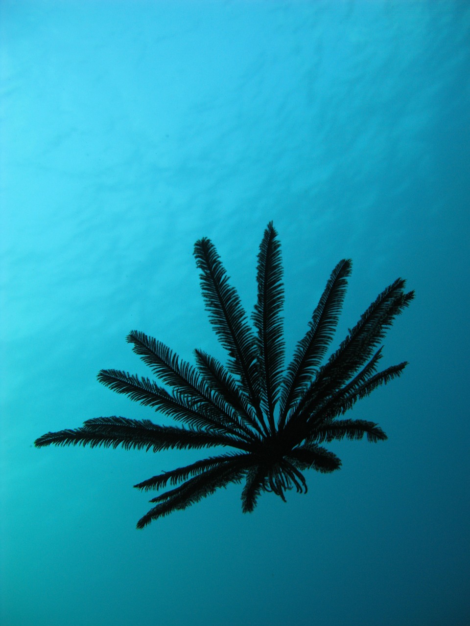 floating feather star scuba indonesia free photo