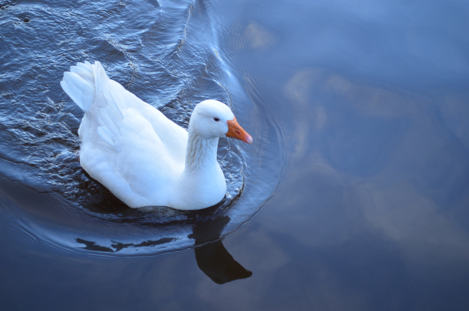 goose water white free photo