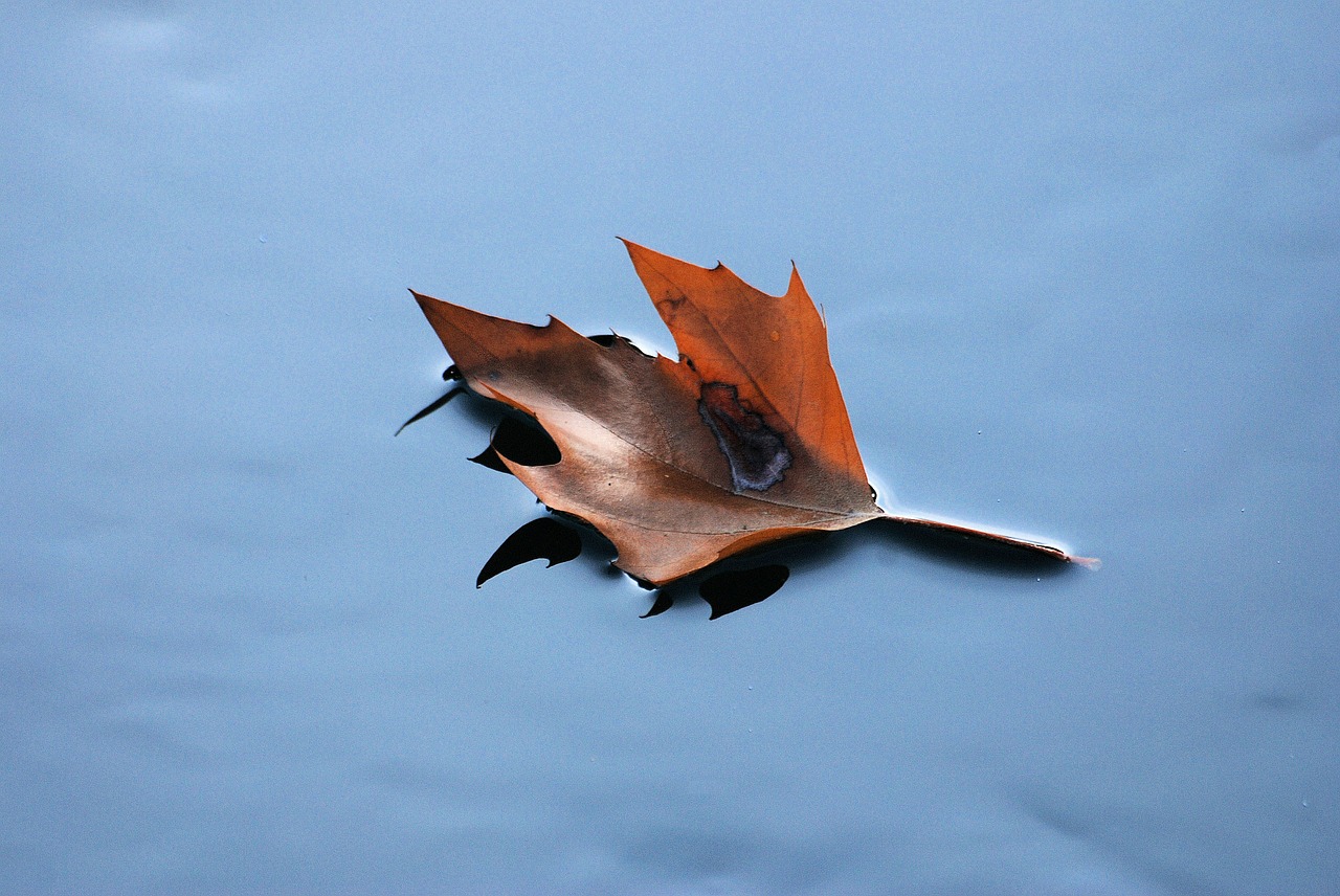 floating leaf autumn dried leaf free photo