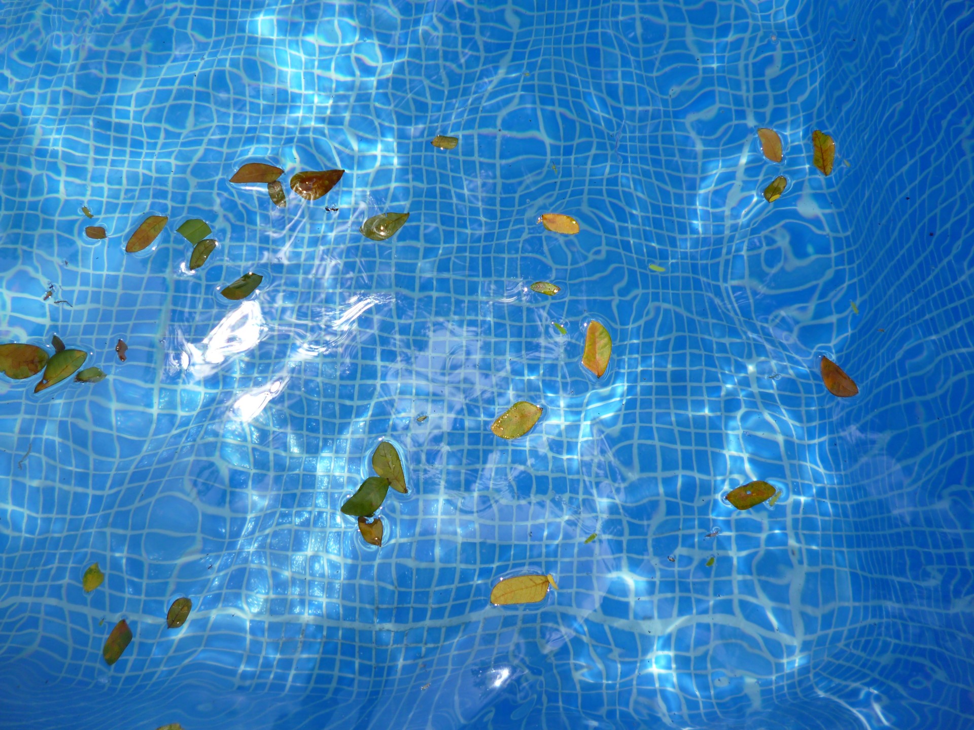 water leaves float free photo