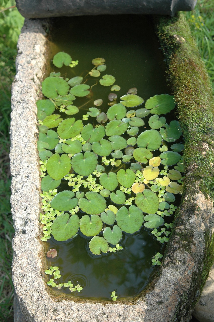 floating plants landscape leaf free photo