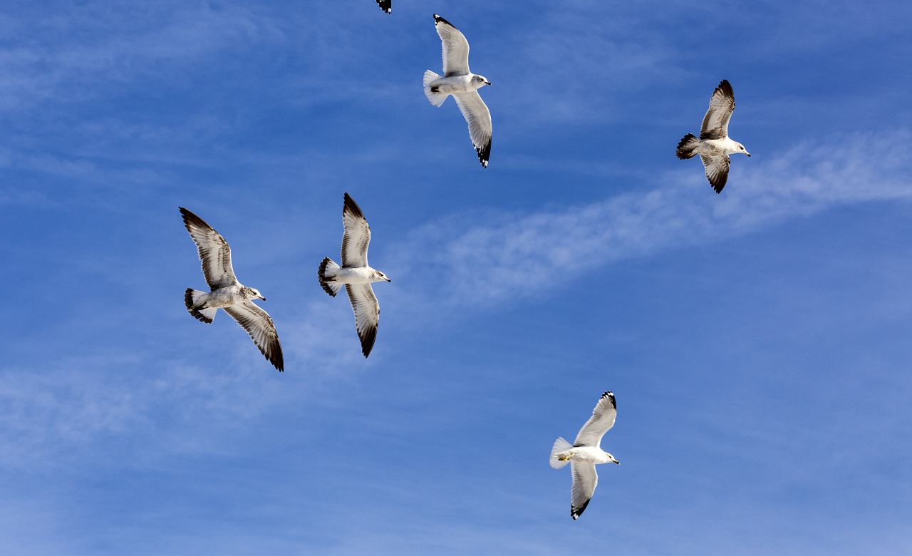 flock sea gulls wildlife free photo