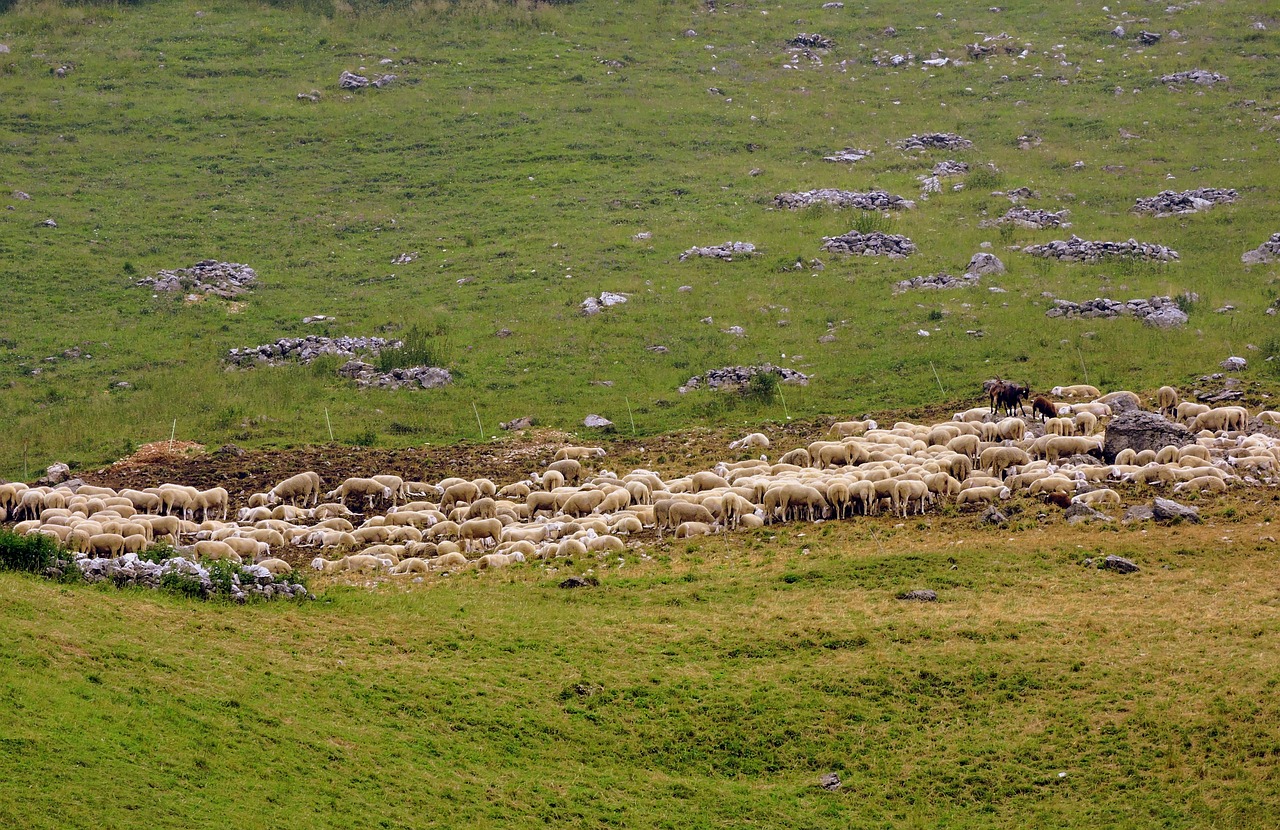 flock sheep prato free photo