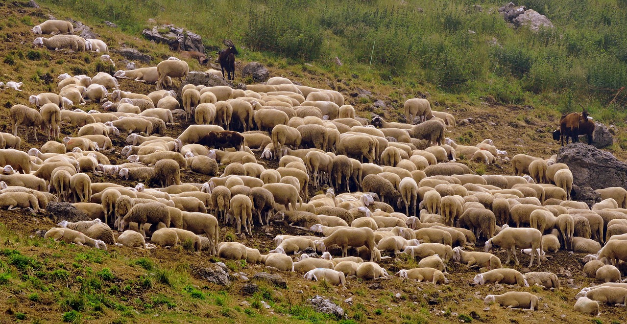 flock sheep capra free photo