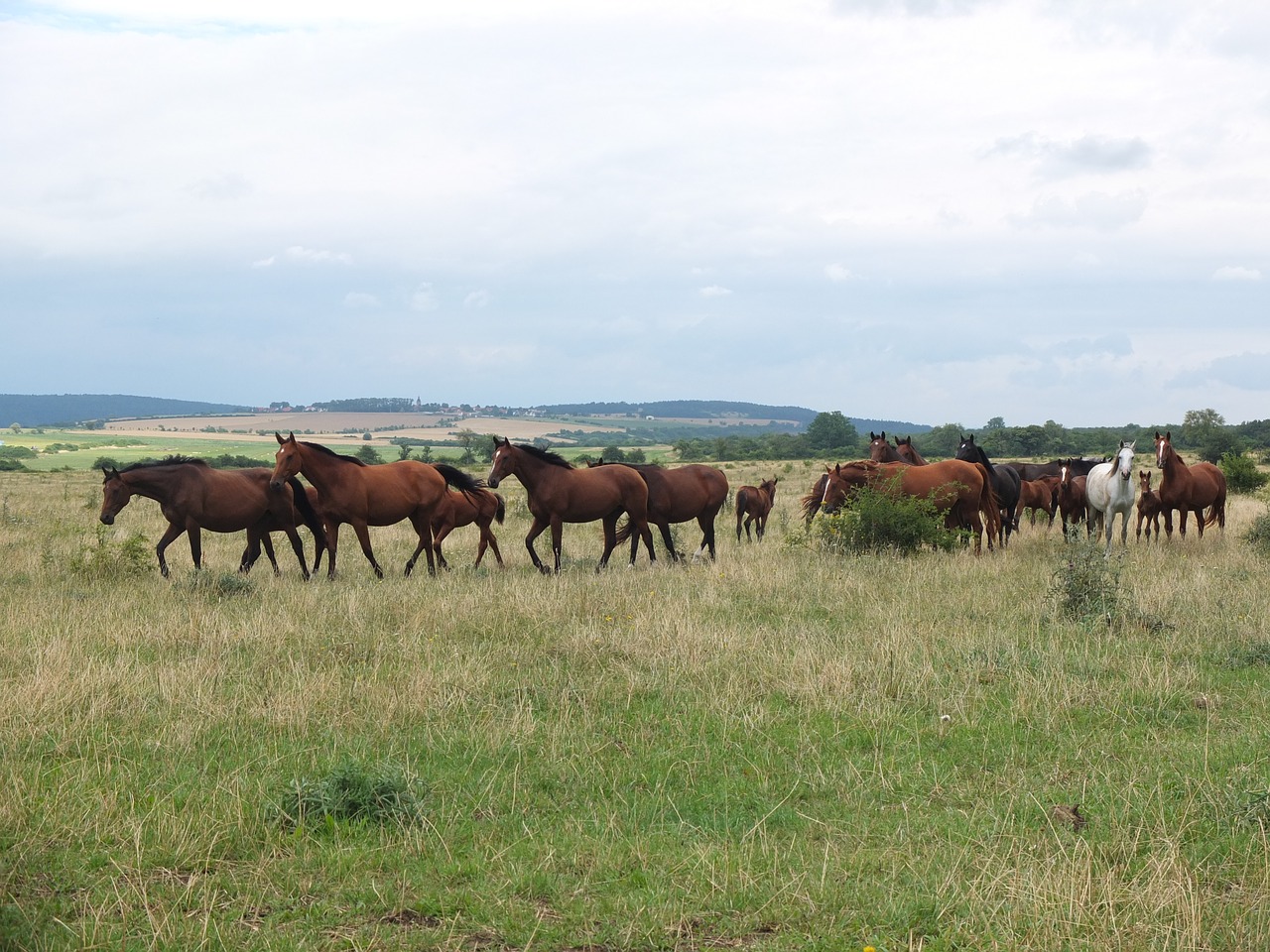 flock horses horse herd free photo