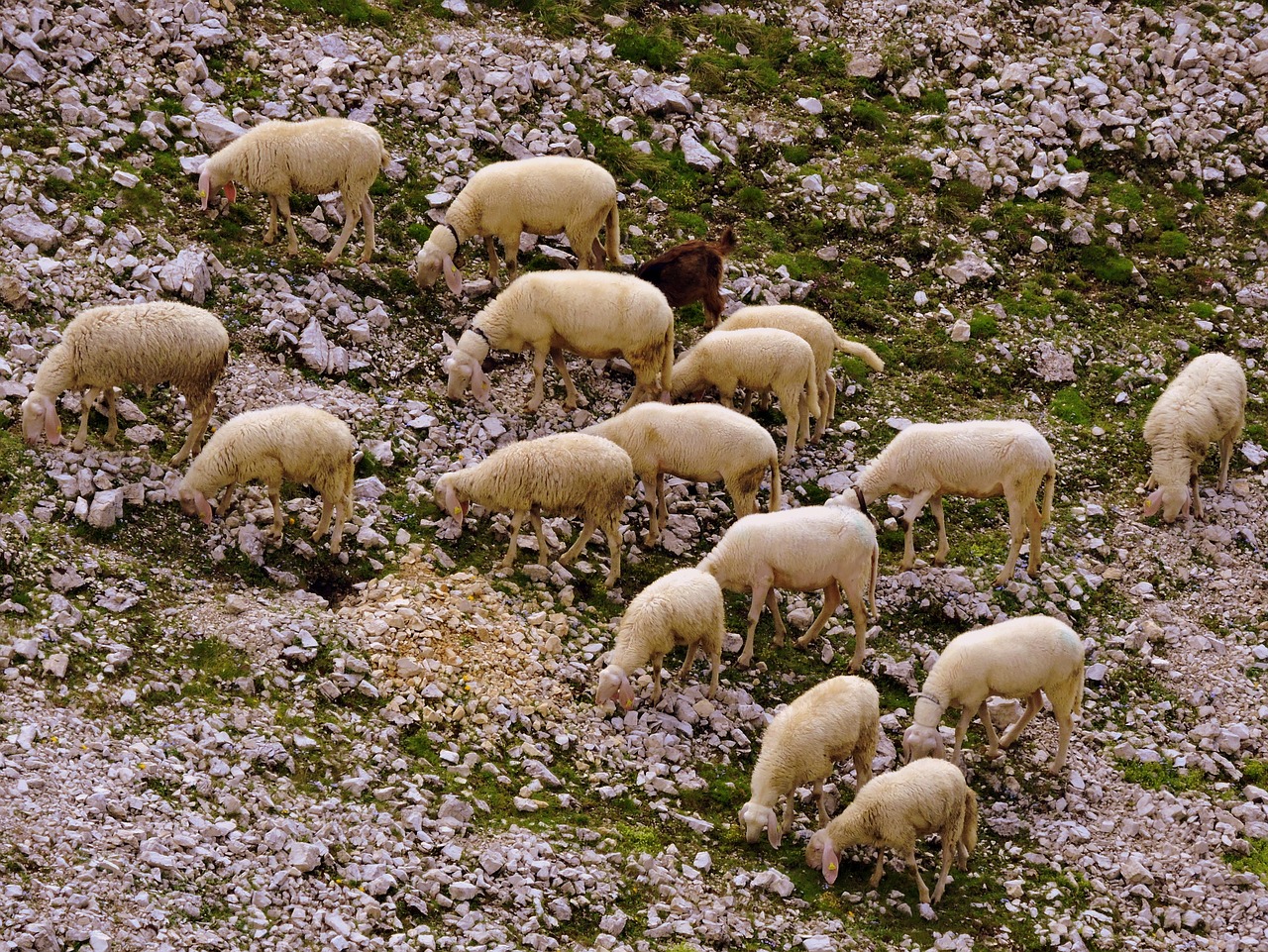 flock sheep animal free photo