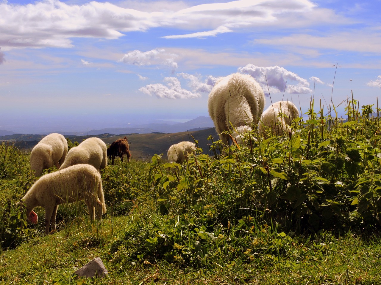 flock grass sky free photo