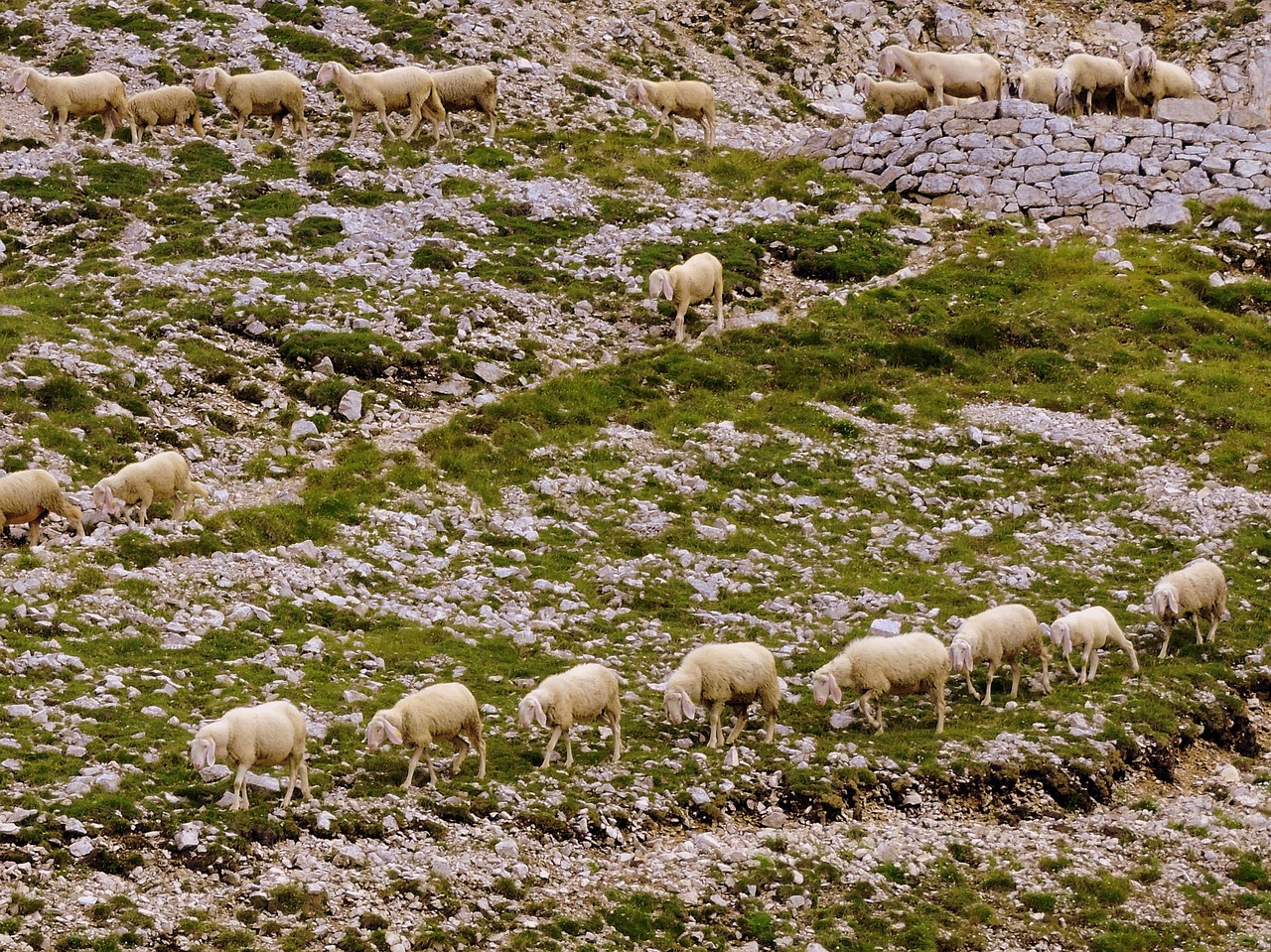 flock row grass free photo