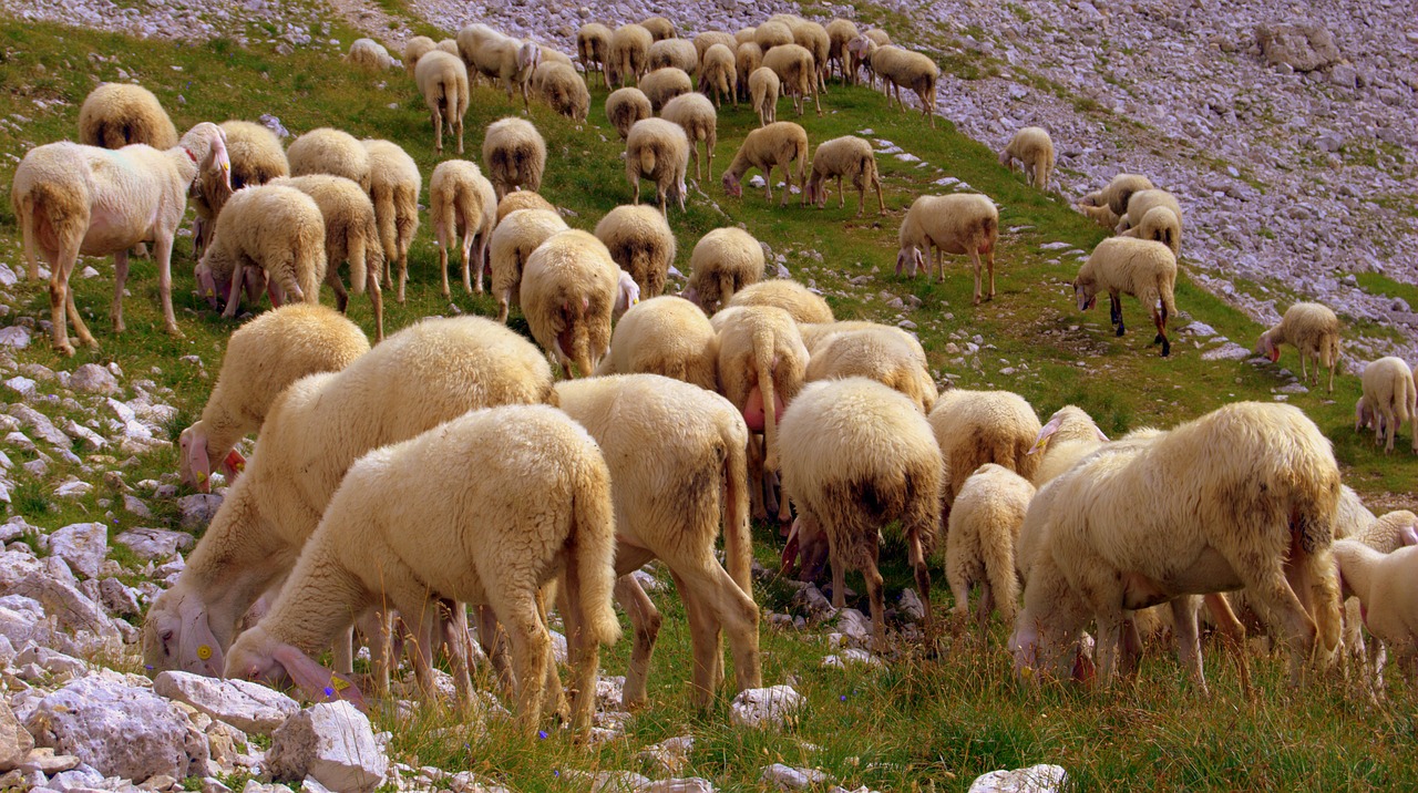 flock sheep browse free photo