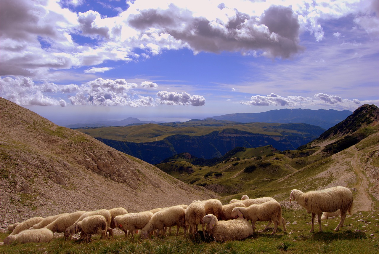 flock landscape mountain free photo