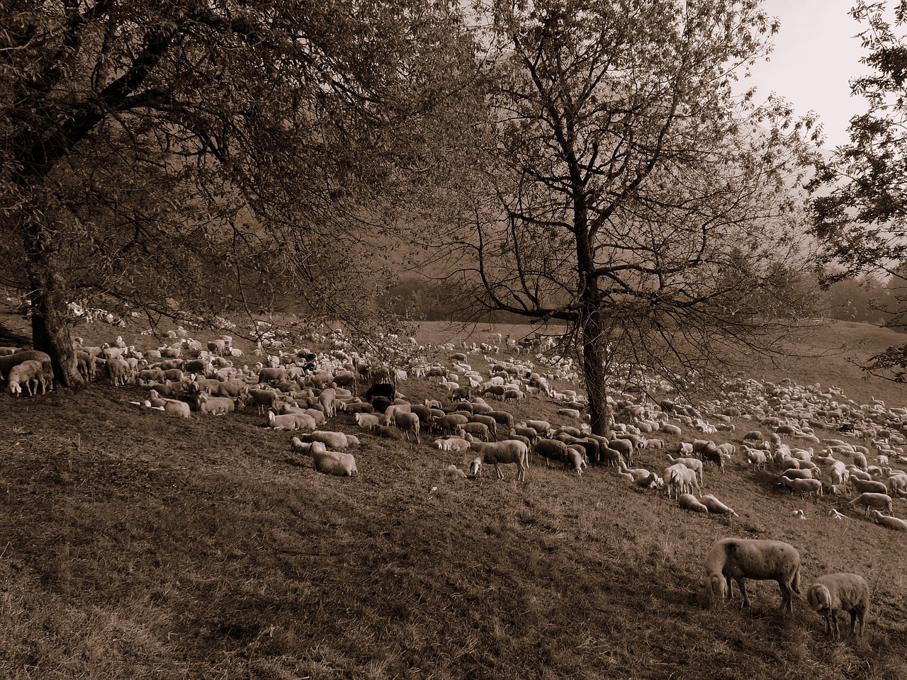 flock sheep prato free photo