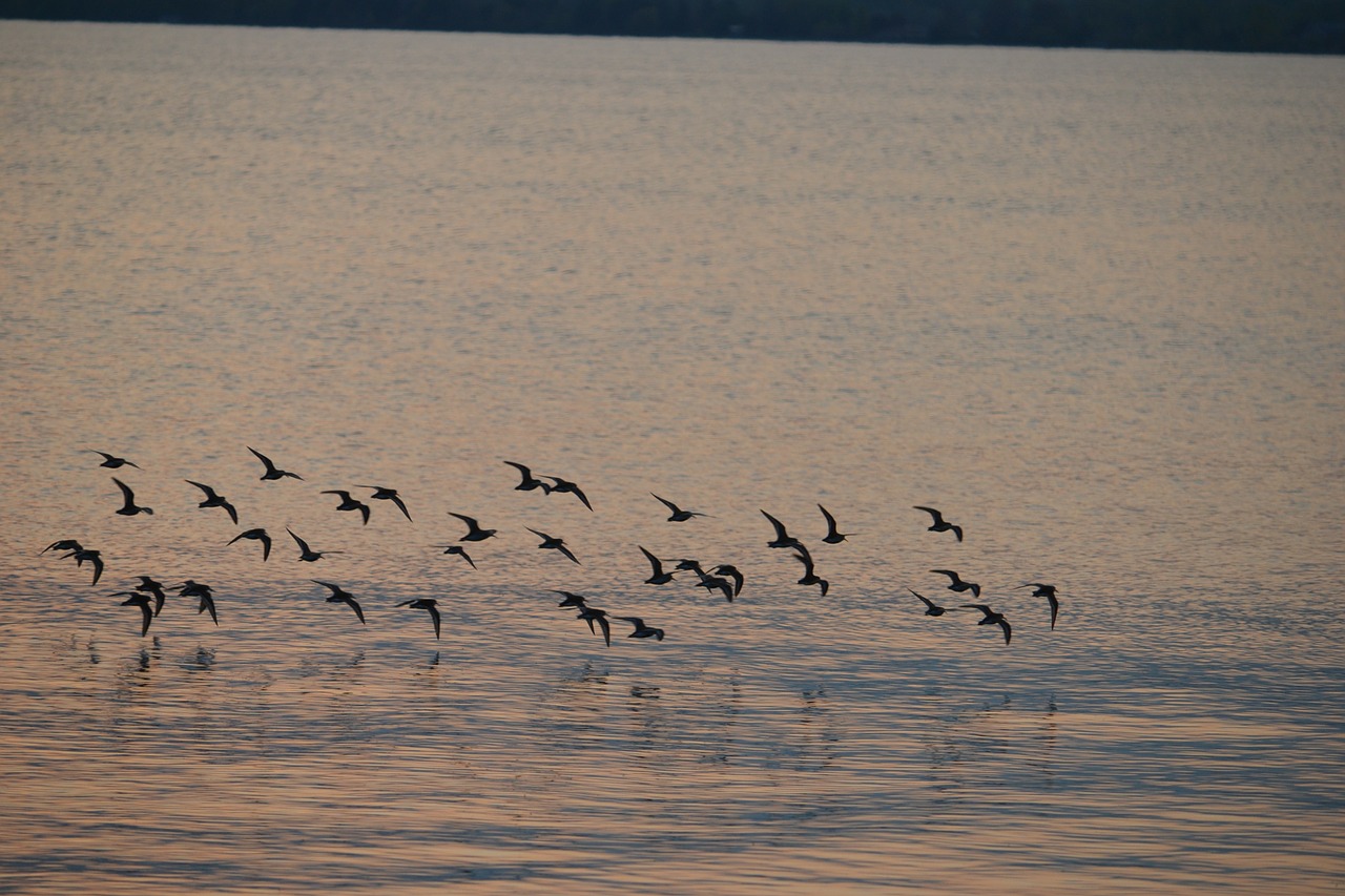 flock birds lake free photo