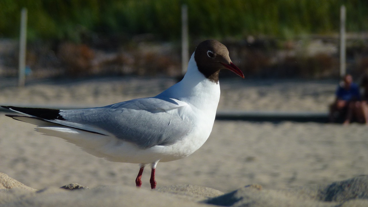 flock sand nature free photo