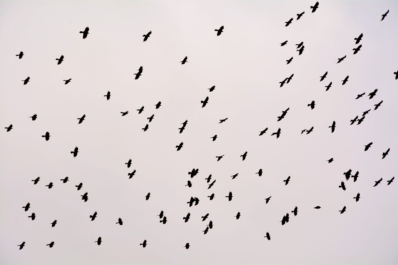 flock birds crow free photo