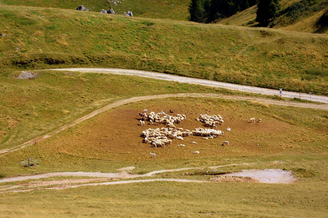 flock mountain sheep free photo