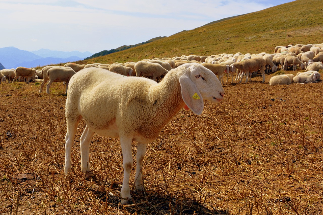 flock mountain sheep free photo