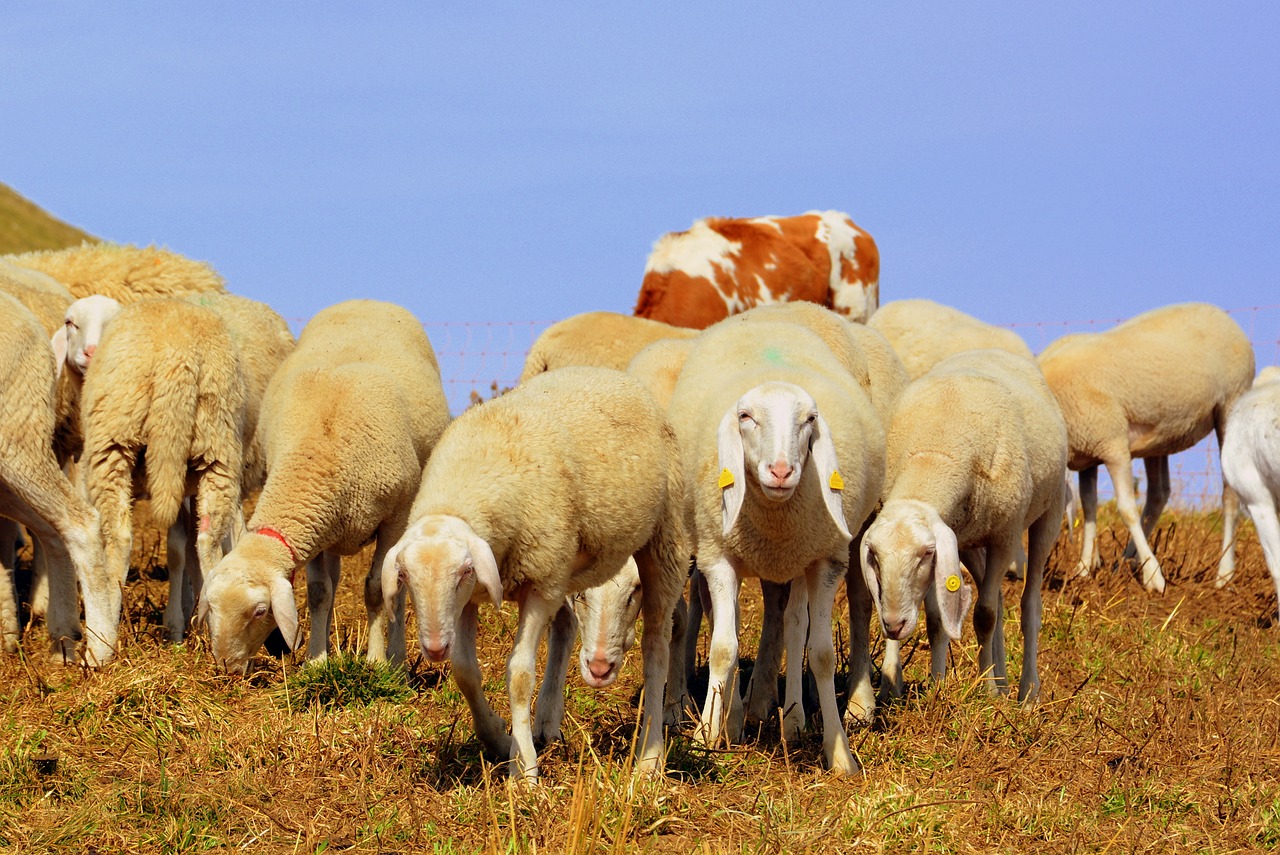 flock mountain sheep free photo