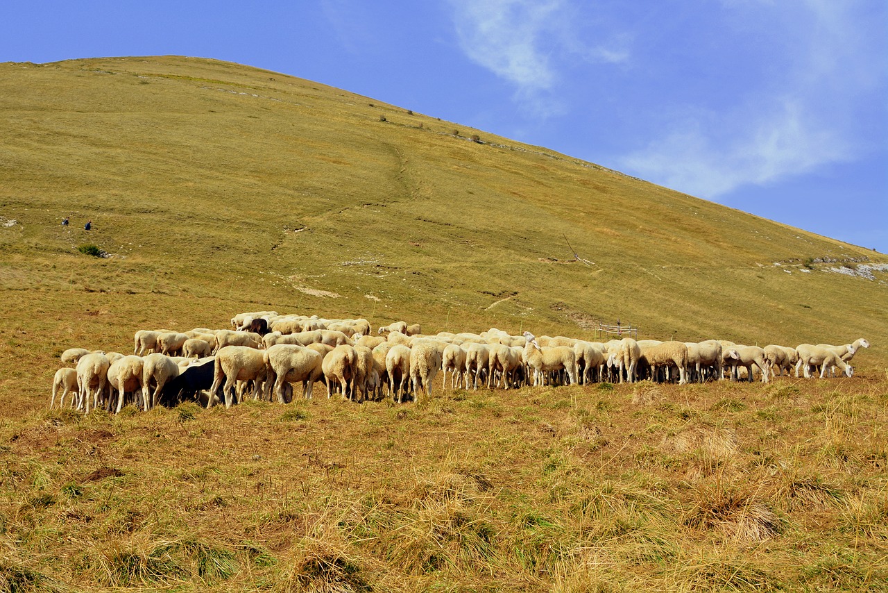 flock mountain sheep free photo