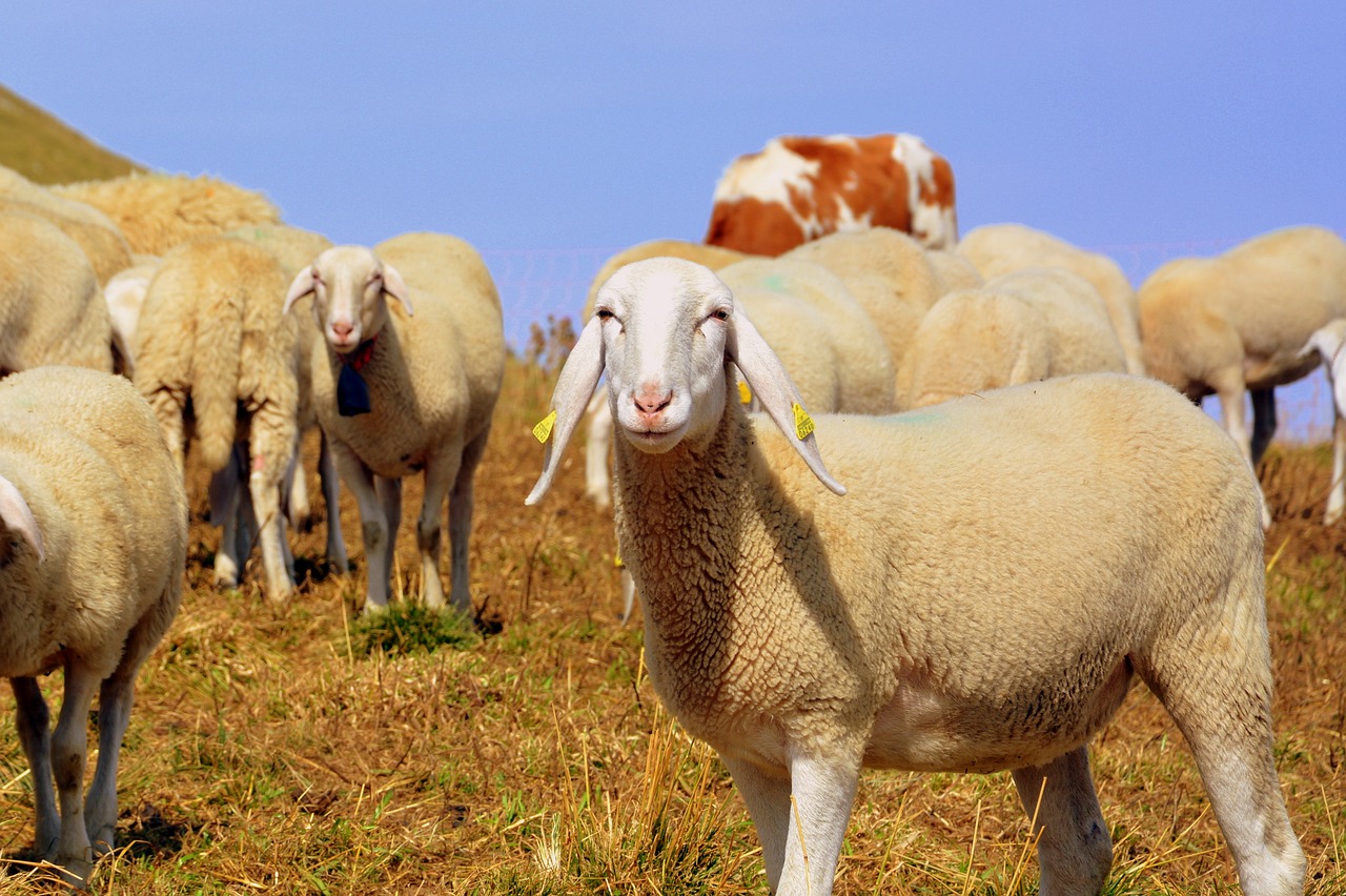 flock mountain sheep free photo