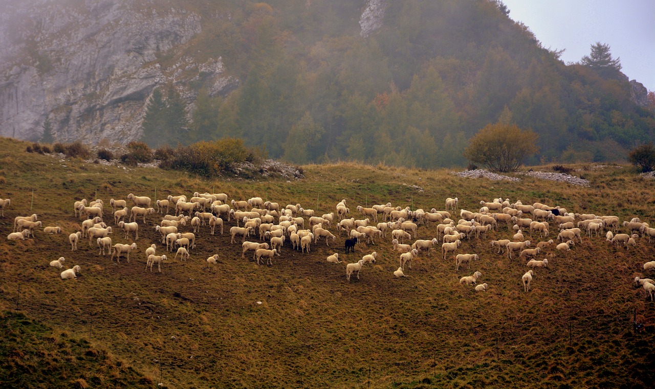 flock sheep prato free photo