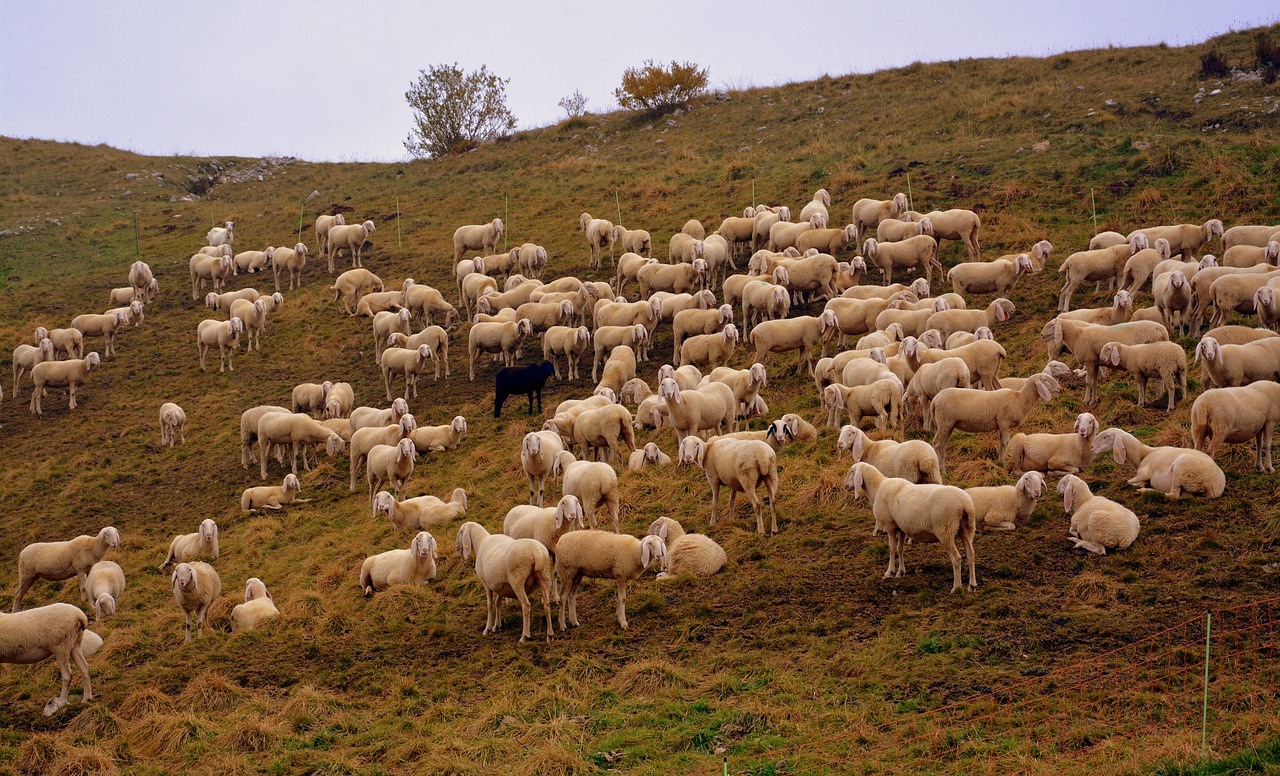 flock sheep prato free photo