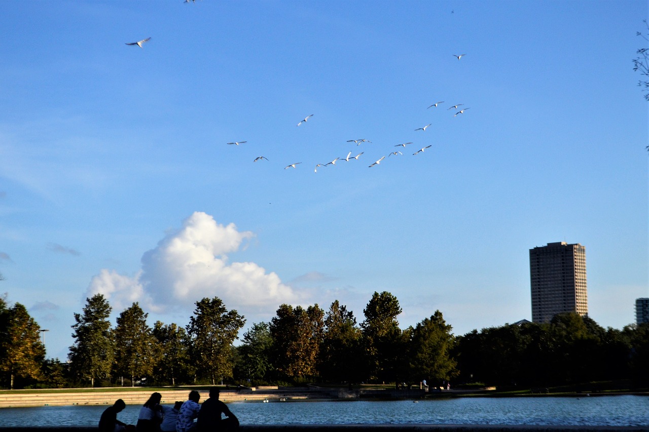 flock birds family free photo