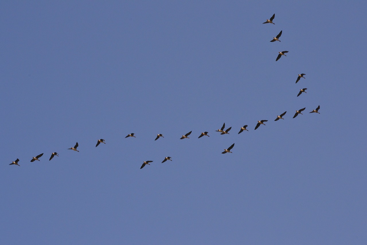 flock ducks formation free photo