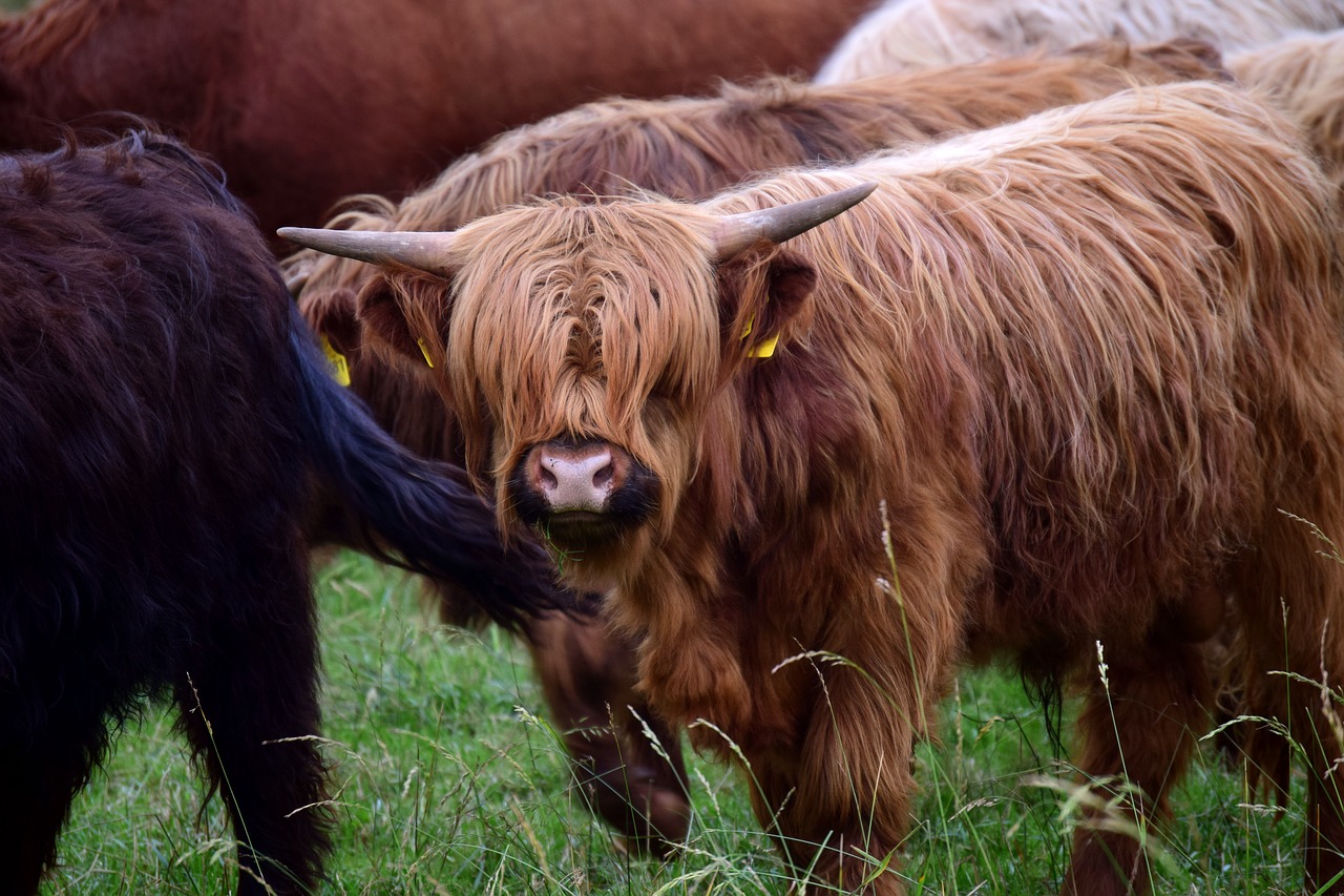 flock  herd of cattle  galloway free photo