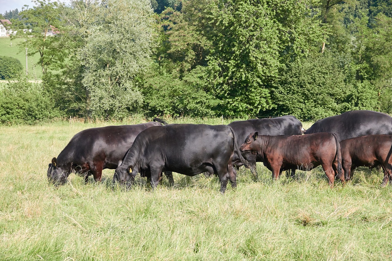 flock  cows  cattle free photo