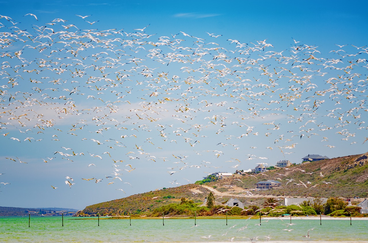 flock  wildlife  birds free photo