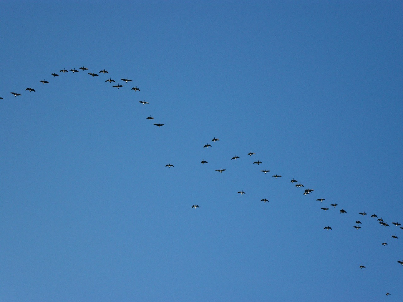 flock flocking geese free photo