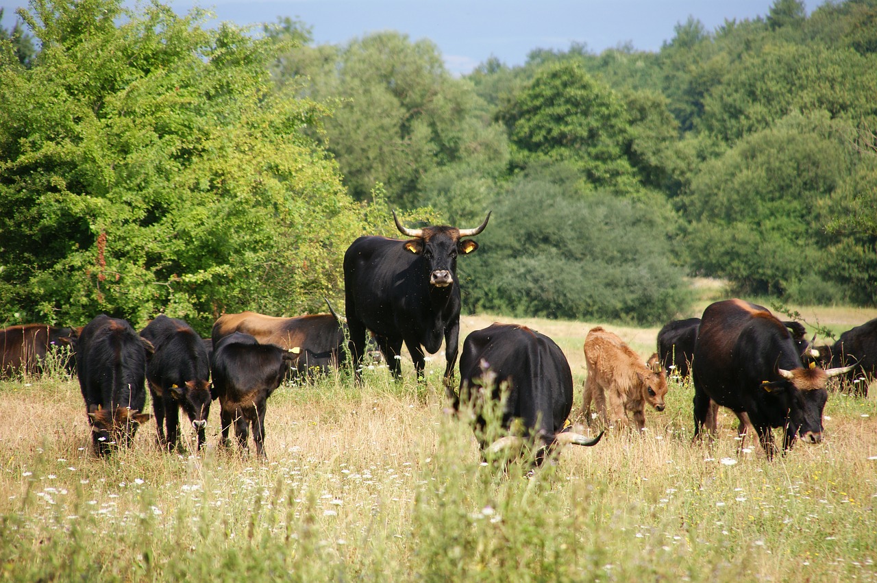 flock cattle cow free photo