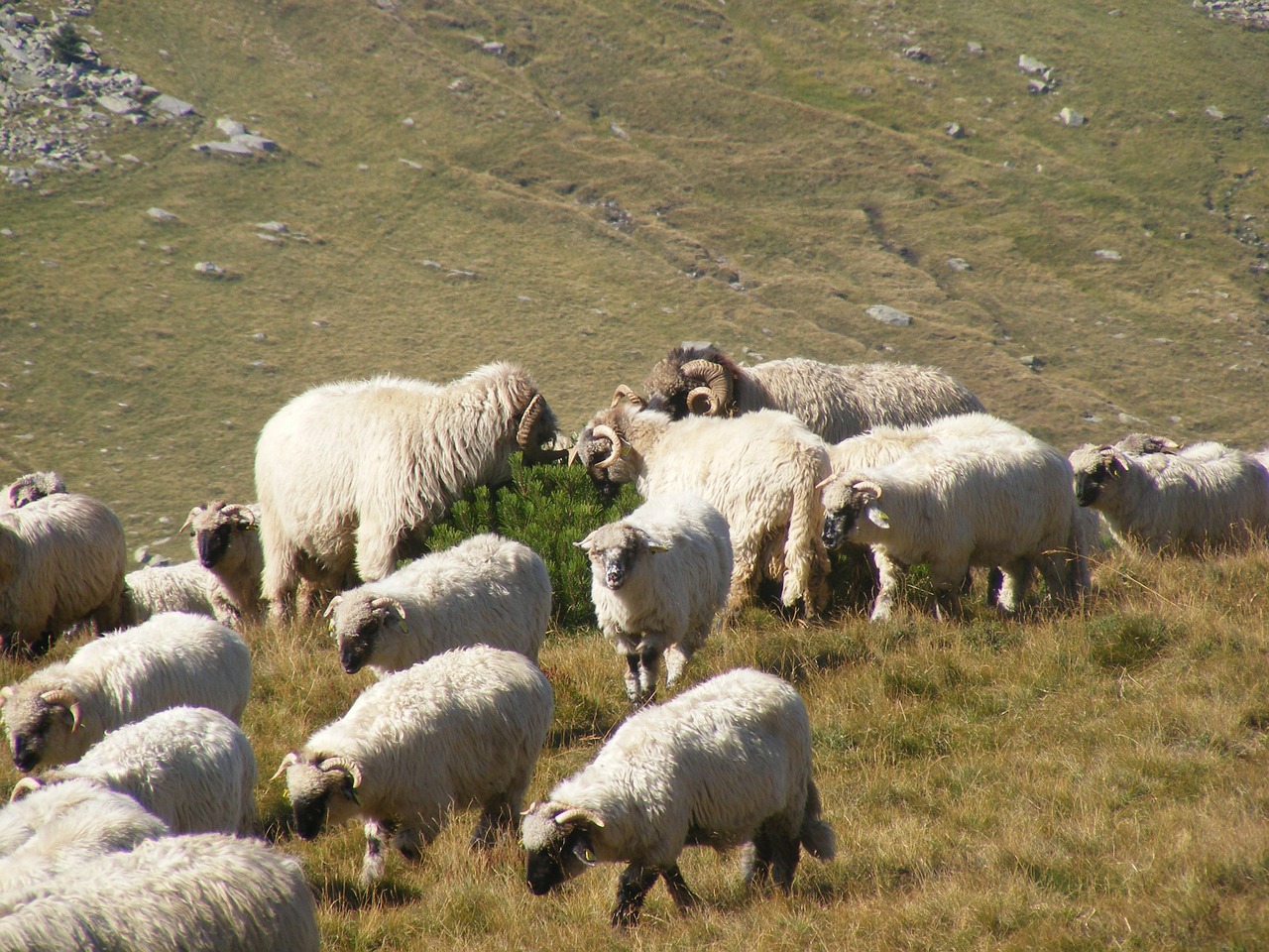 flock grazing lambs free photo