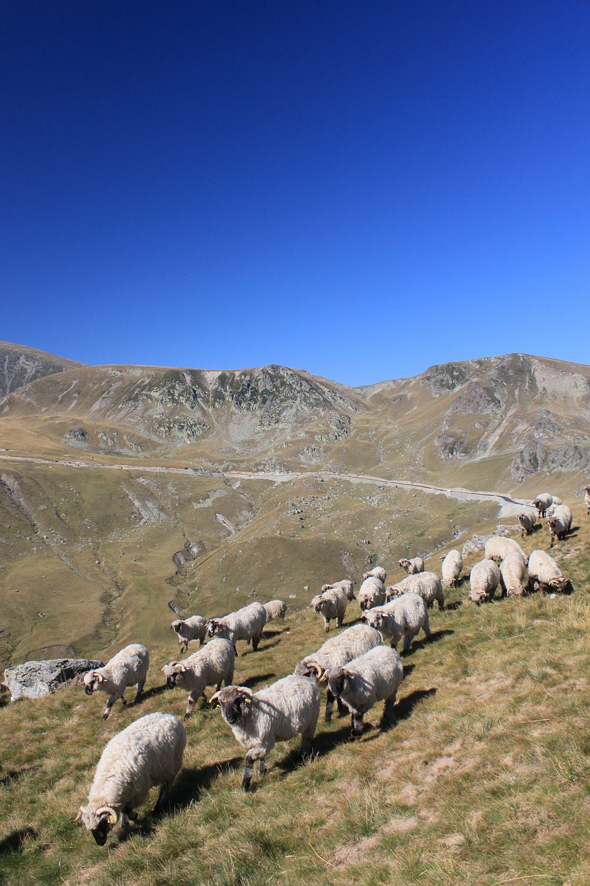 flock sheep mountain free photo