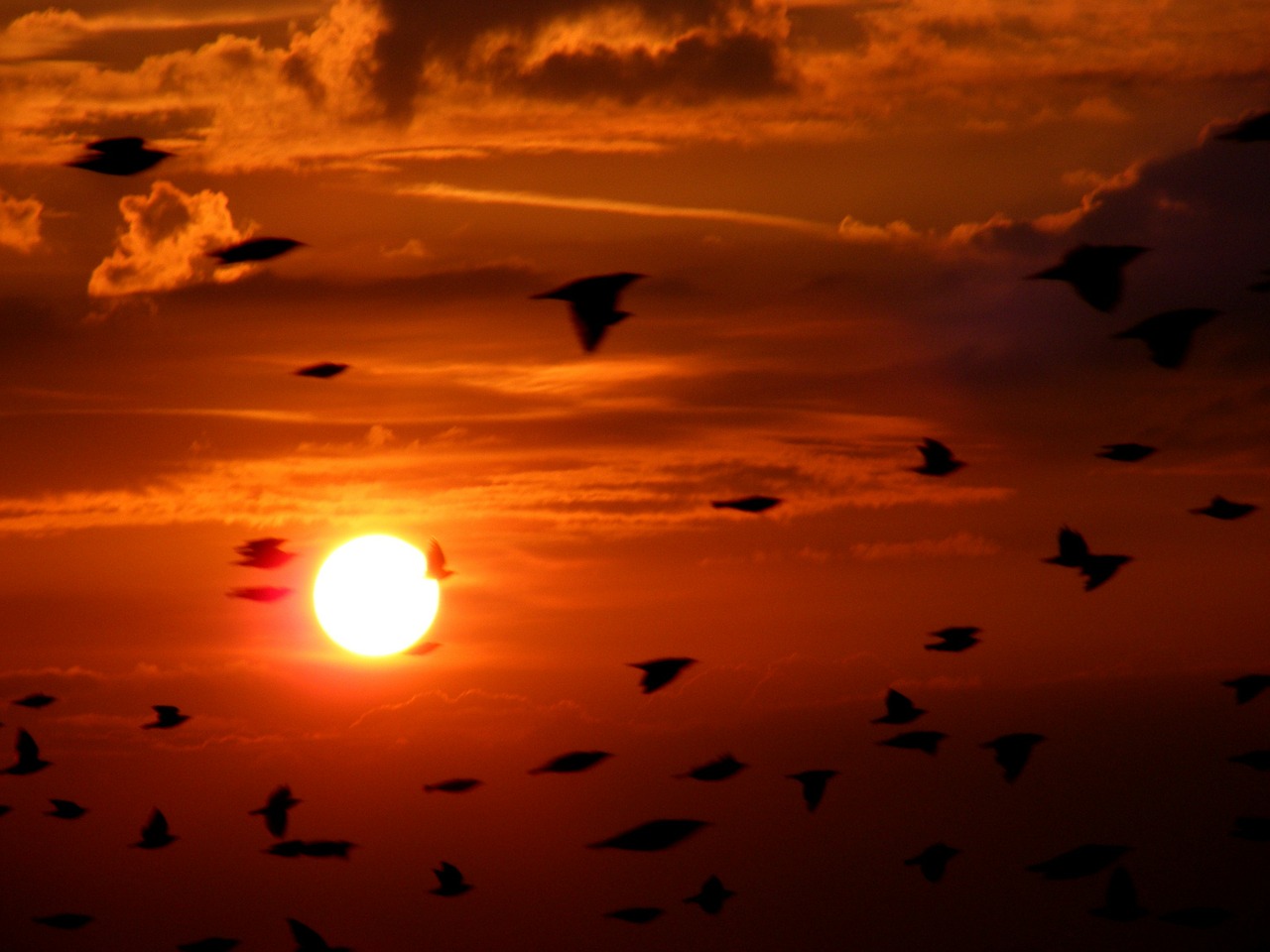 flock birds birds flying free photo