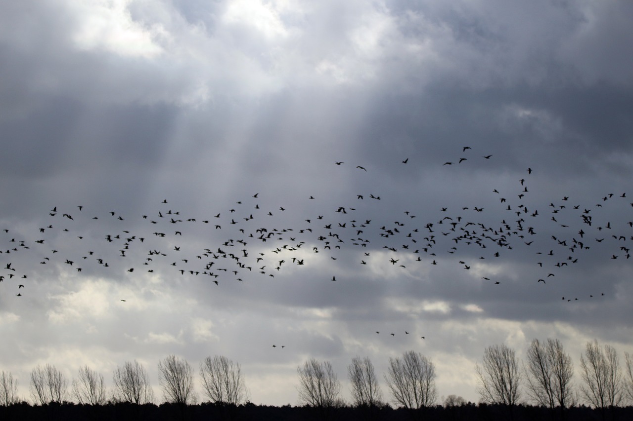 flock of birds sky light free photo