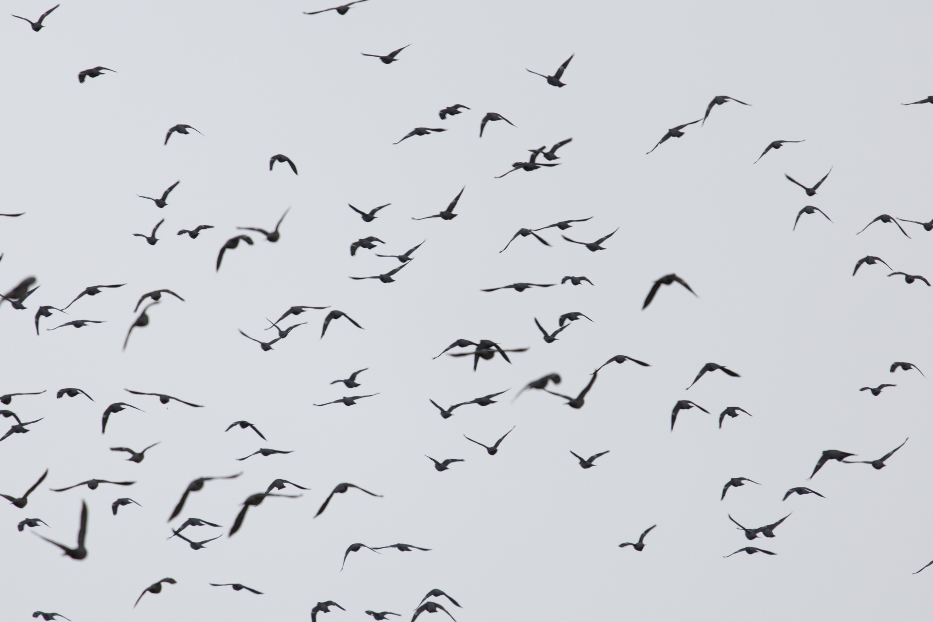 flock birds bird cut out free photo