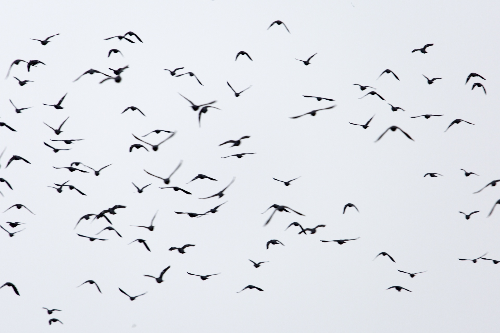 flock birds bird cut out free photo