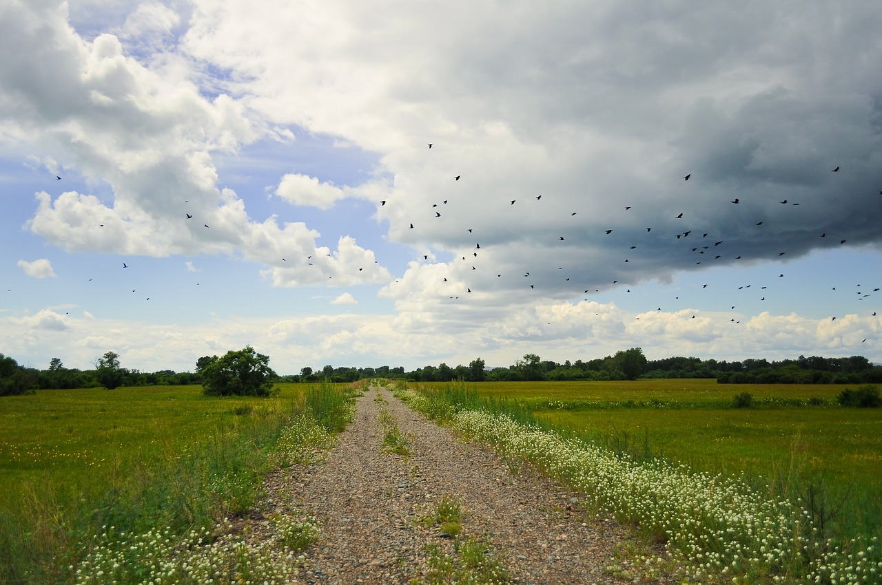 flock of birds rural road landscape free photo