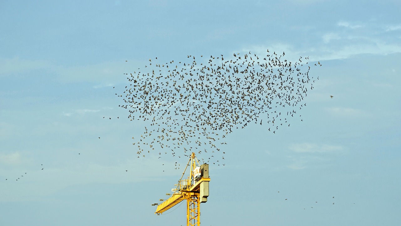 flock of birds migratory birds sky free photo