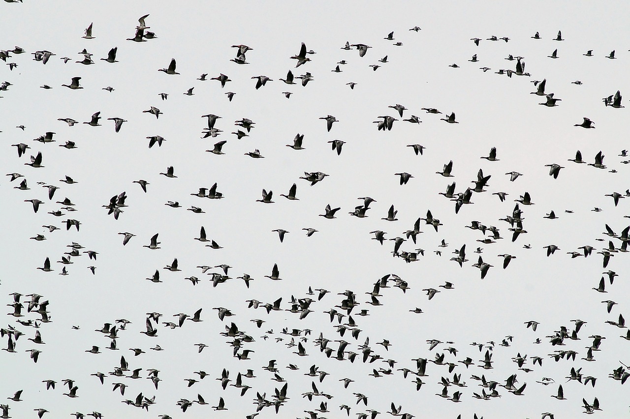 flock of birds migratory birds geese free photo