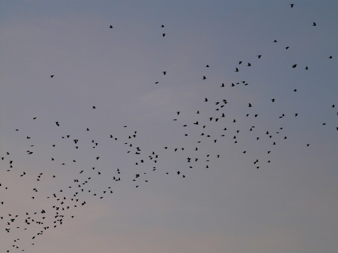 flock of birds birds fly free photo