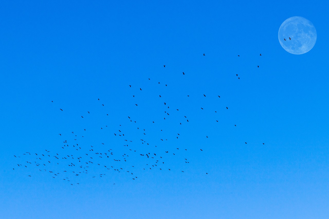 flock of birds  moon  morning free photo