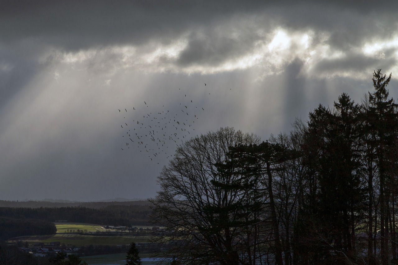 flock of birds  mood  clouds free photo