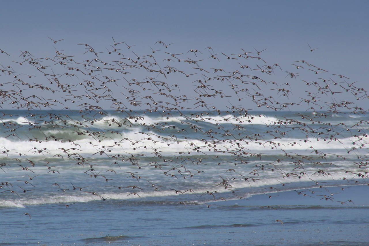 flock of birds  birds  flying free photo