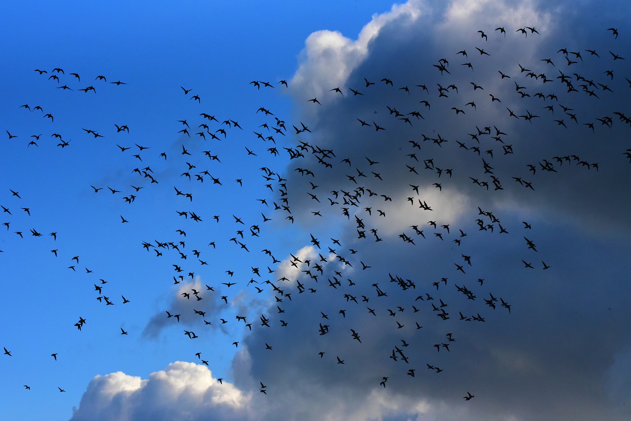 flock of birds  migrating  flight free photo