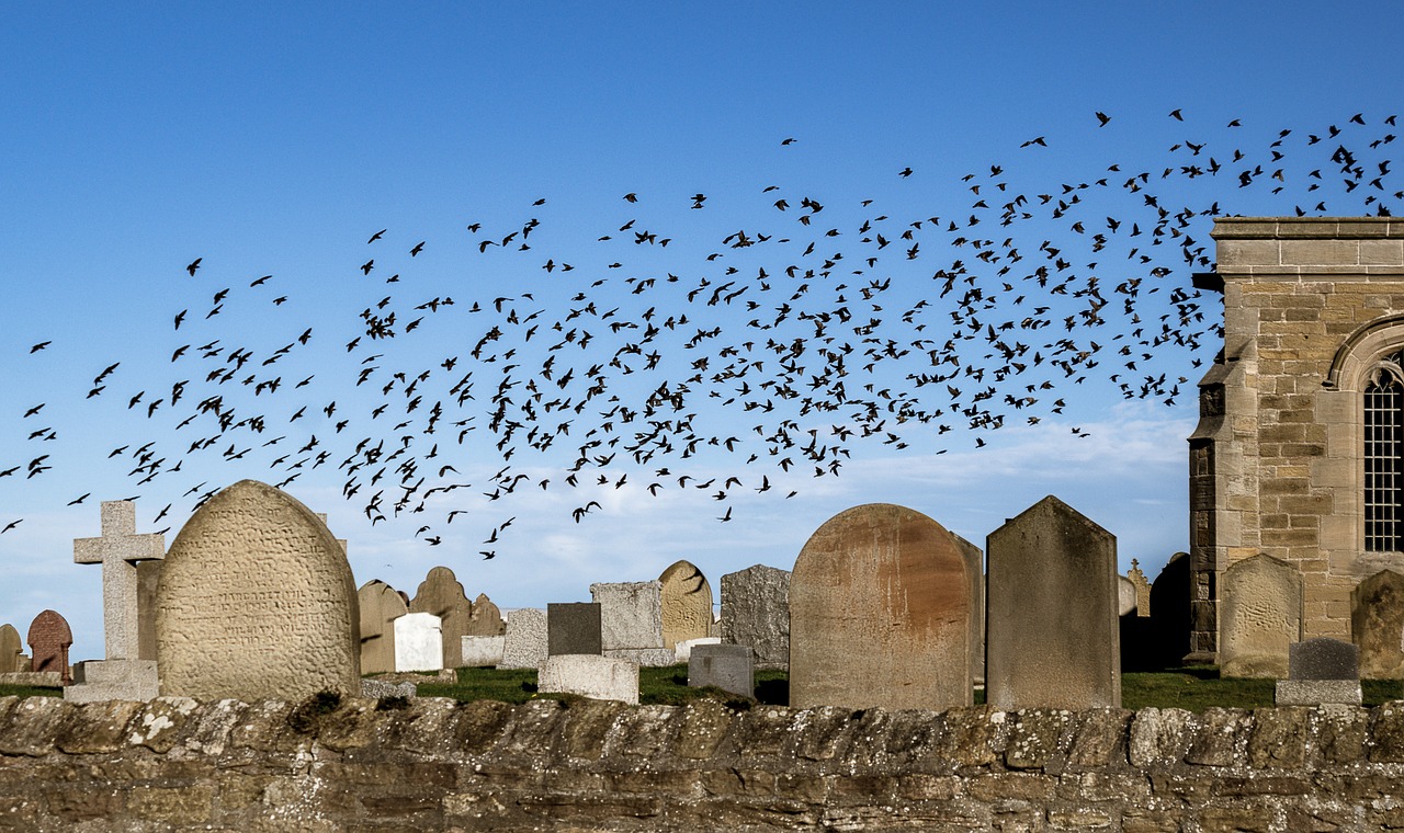 flock of birds  migratory birds  stare free photo